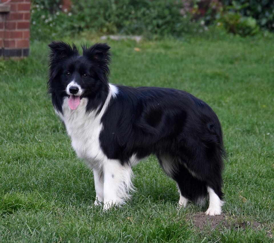 border collie bergamo